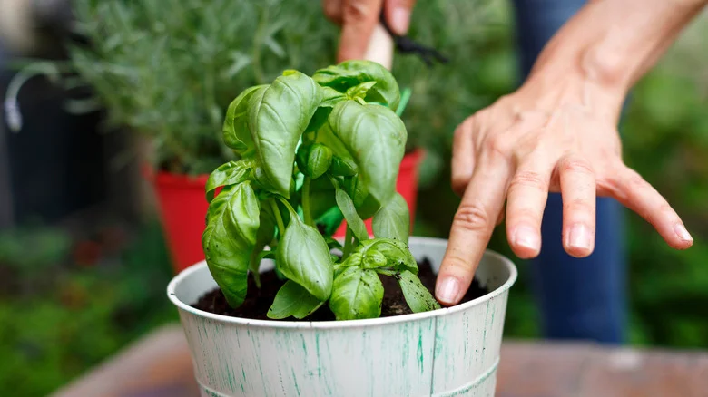 Herb Pairs That Make The Perfect Garden Companions