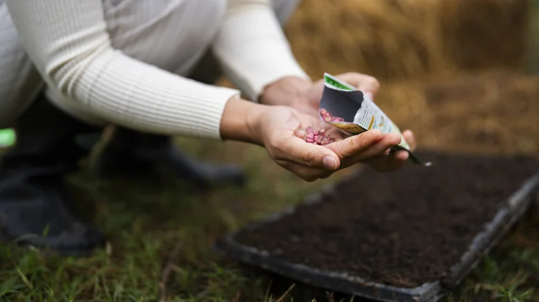 Herb Seeds You Can Plant And Grow In The Winter