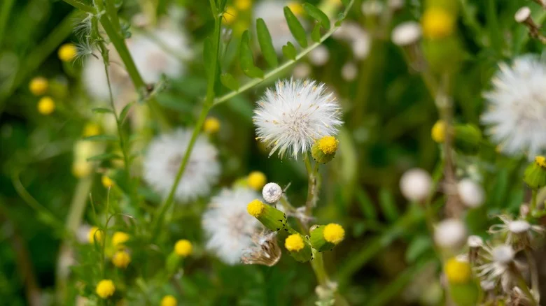 Herbicide Is Not The Only Way To Get Rid Of Common Groundsel Weeds In Your Lawn
