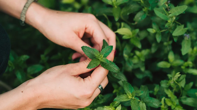 Herbs And Other Crops You Should Avoid Growing Alongside Mint