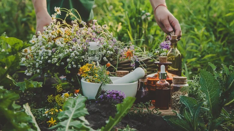 Herbs You’ll Want To Avoid Growing Too Close Together In The Garden