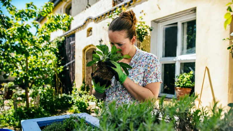 Here Are Two Perfect Flower Pairings For Sage In Your Garden