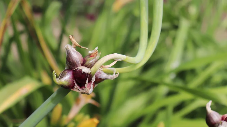 Here Is The Ideal Climate To Grow Bountiful Egyptian Walking Onions