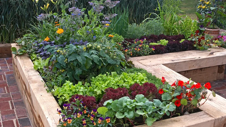 Here’s How Borage Can Benefit Cabbage In The Garden