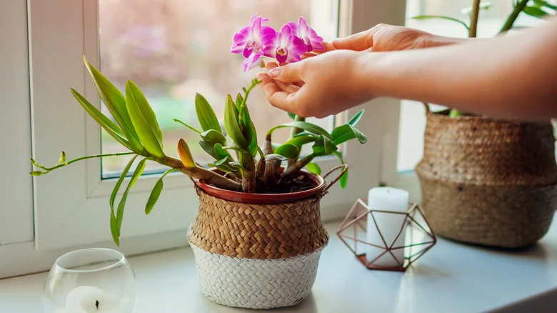 Here’s How Charcoal Could Rescue Your Dying Orchid