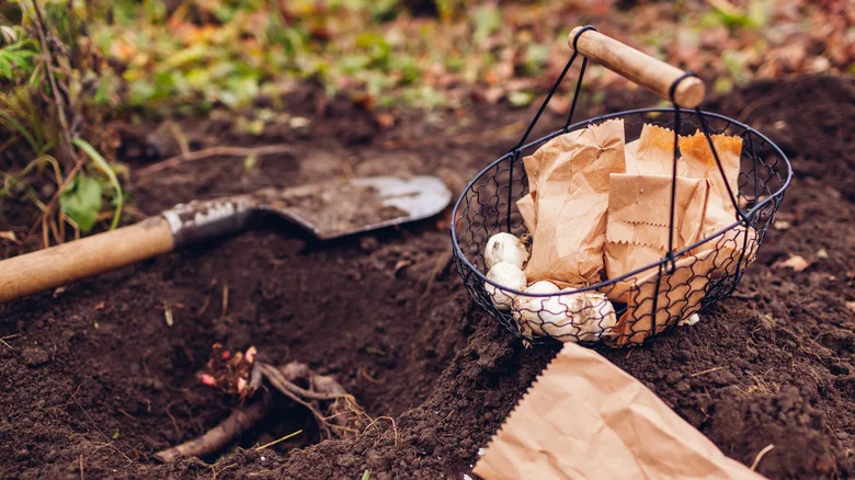 Here’s How Deep You Should Be Planting Allium Bulbs In The Garden