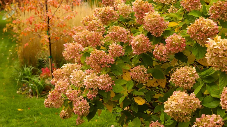 Here’s How Long Hydrangeas Can Bloom When Grown In And Out Of Pots