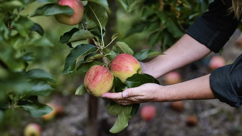 Here’s How Long It Might Take For Your Apple Tree To Grow Juicy Fruits