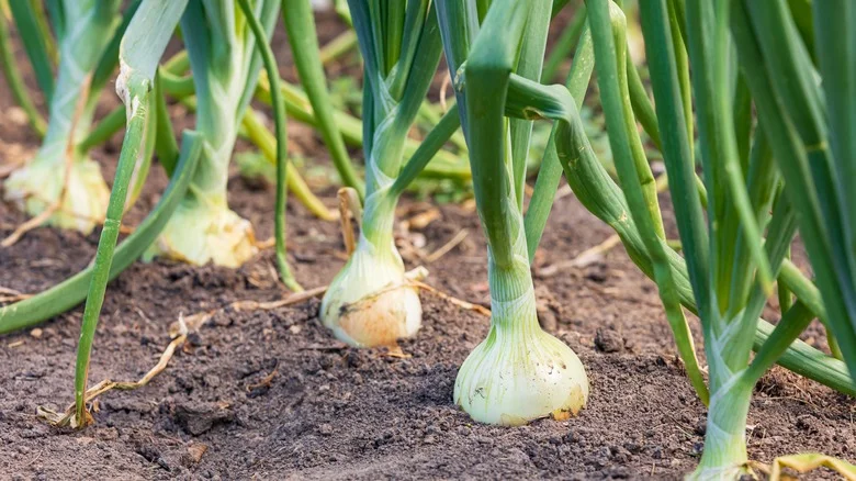 Here’s How Long It Might Take To Grow Onions From Seed & Tips For Success
