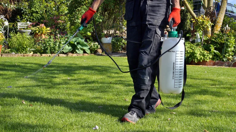 Here’s How Long You Can Expect Your Lawn’s Weed-Killer Treatment To Last