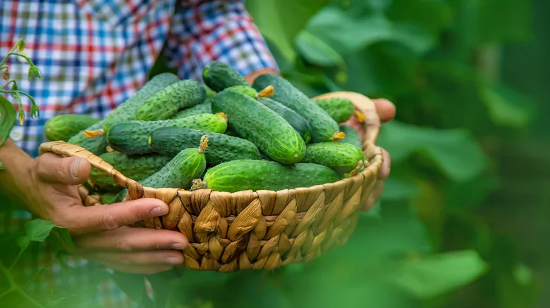 Here’s How Many Cucumbers Can Come From A Plant With The Right Conditions