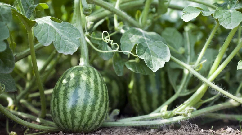 Here’s How Many Watermelons Per Plant You Can Expect In The Right Conditions