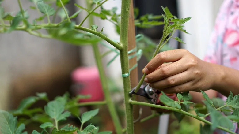 Here’s How Often You Should Be Pruning Your Tomato Plants For The Best Harvest