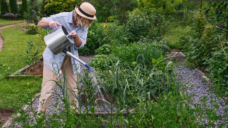 Here’s How Often You Should Be Watering Your Garden For Healthy Vegetables