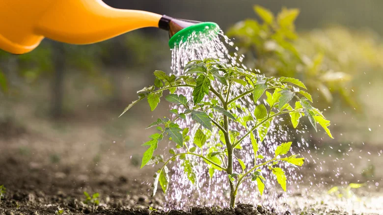 Here’s How Often You Should Water Tomato Plant Seedlings To Ensure They Thrive