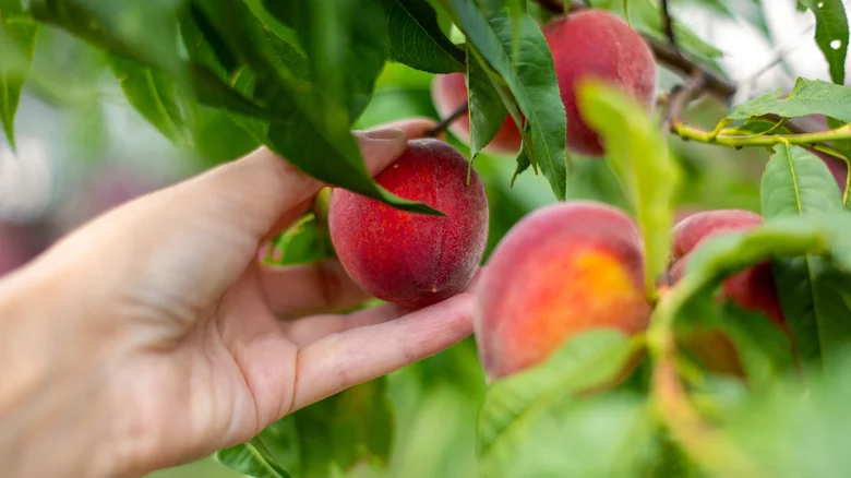 Here’s How Often You Should Water Your Peach Tree For The Best Fruit (& The Best Way To Do It)