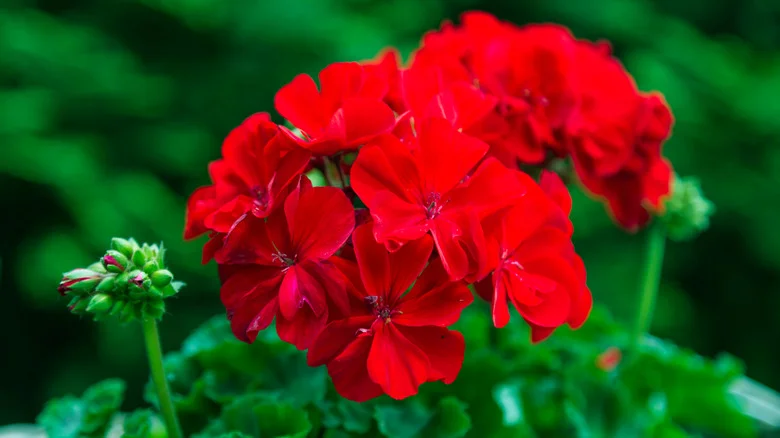 Here’s How Red Geraniums Are Your Answer For A Wasp-Free Yard