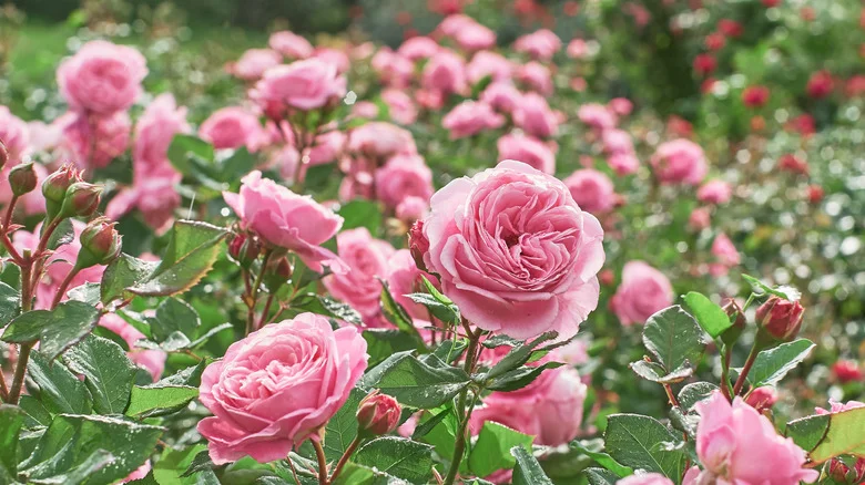 Here’s How To Easily Eliminate Weeds Around Your Roses Once And For All