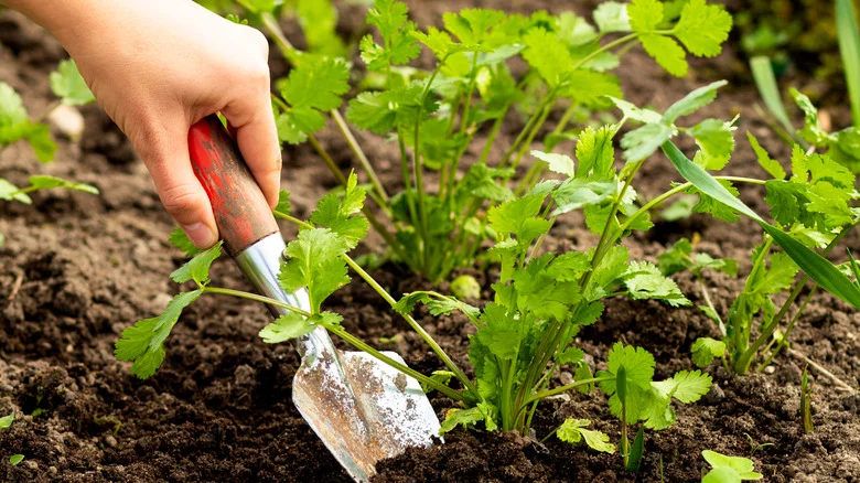 Here’s How To Prune Cilantro To Keep It Healthy And Happy