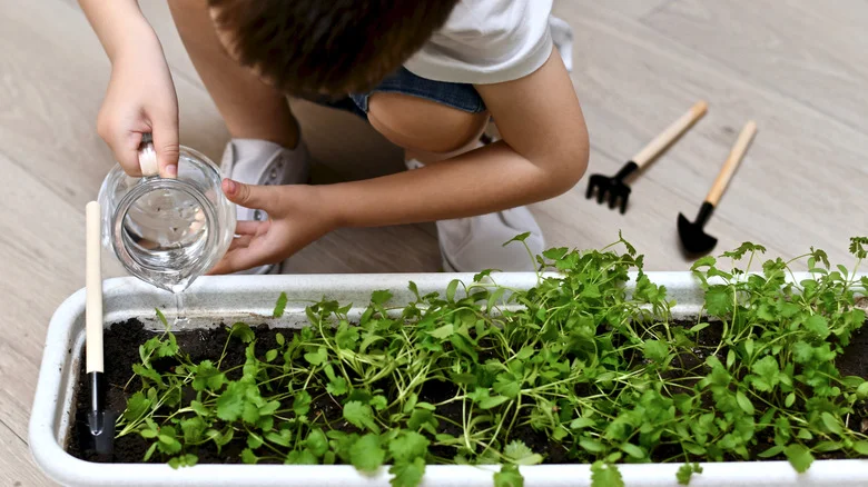 Here’s How You Can Bring A Dying Cilantro Plant Back To Life