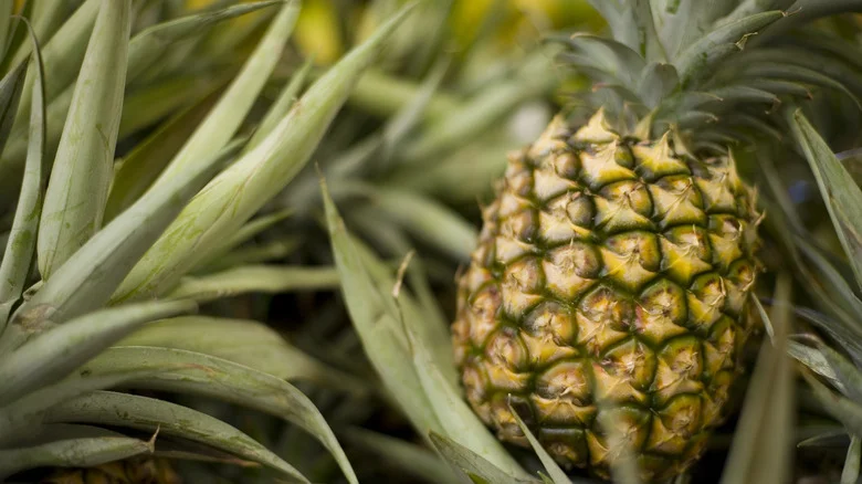 Here’s How You Grow A Pineapple Plant From The Fruit