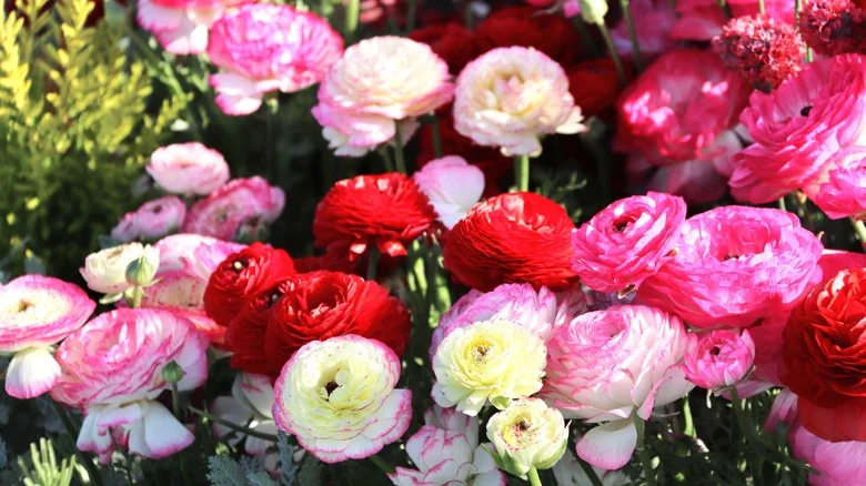 Here’s The Best Time To Plant Ranunculus Bulbs For Beautiful Blooms