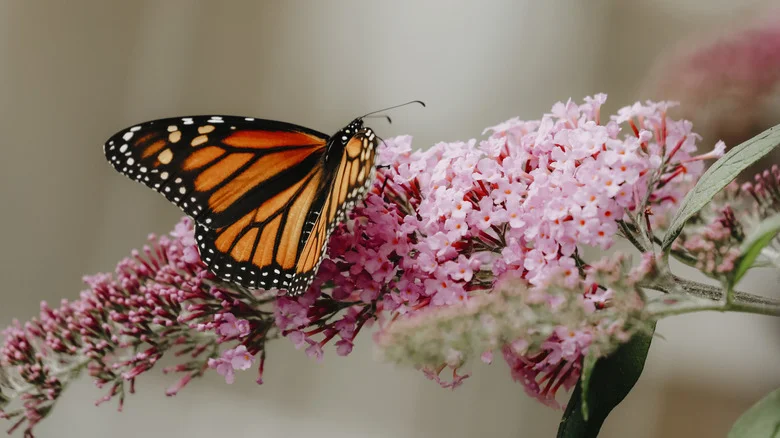 Here’s The Bitter Truth About The Butterfly Bush