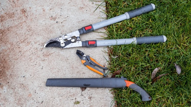 Here’s What The ‘Chelsea Chop’ Pruning Method Is (& Which Flowers It’s Great For)