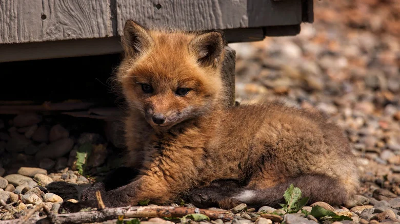 Here’s What To Do If You Find A Baby Fox In Your Yard