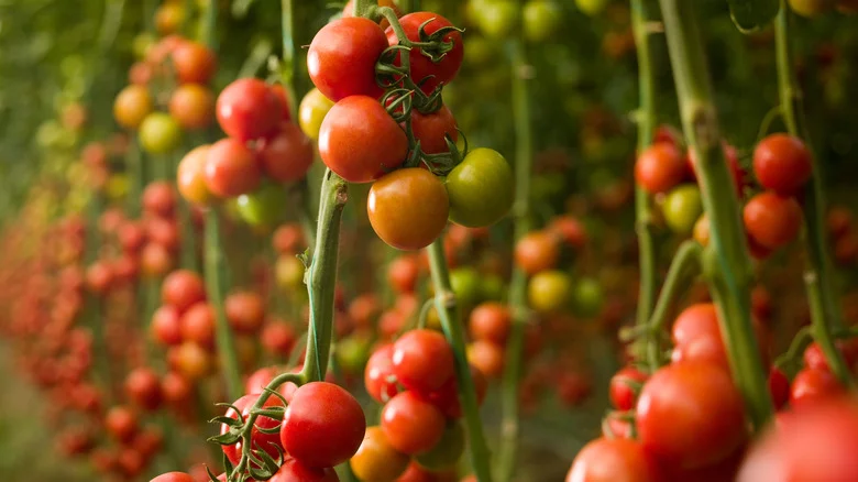 Here’s What You Can Use For Better Quality Tomatoes And A Bigger Harvest