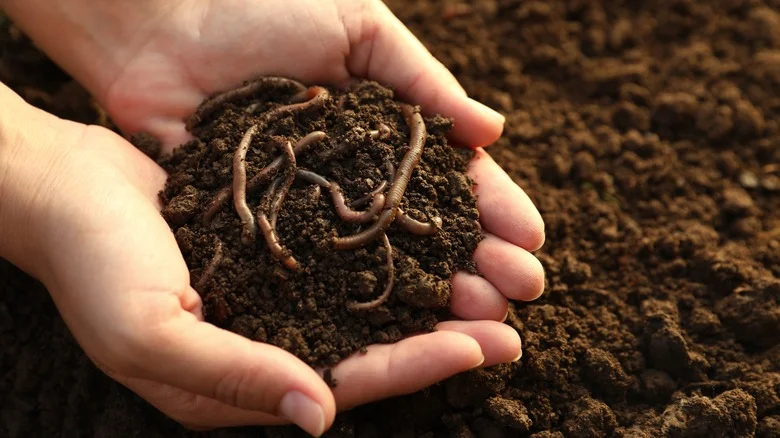 Here’s What You Should Be Feeding Worms For Healthy Garden Compost