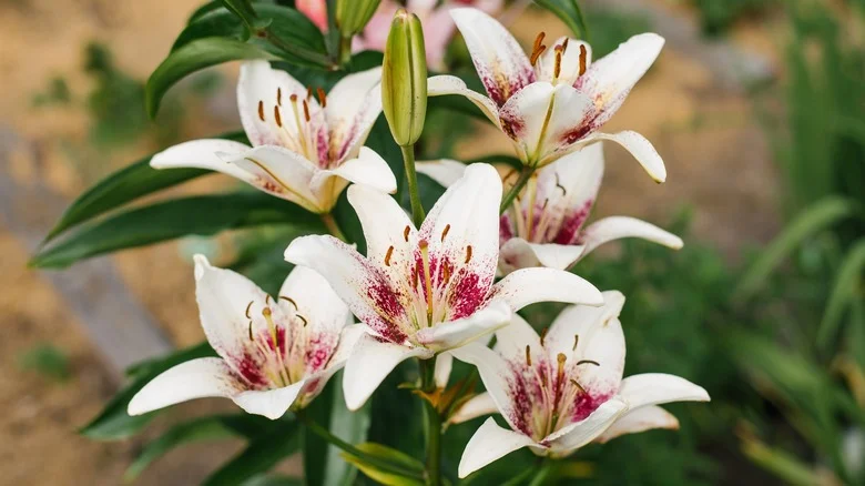Here’s When To Expect Asiatic Lilies To Produce Their Stunning Blooms