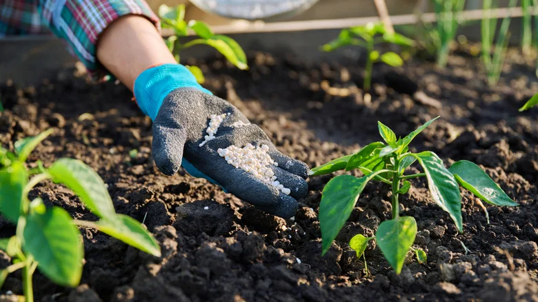 Here’s When You Should Really Stop Fertilizing Your Garden