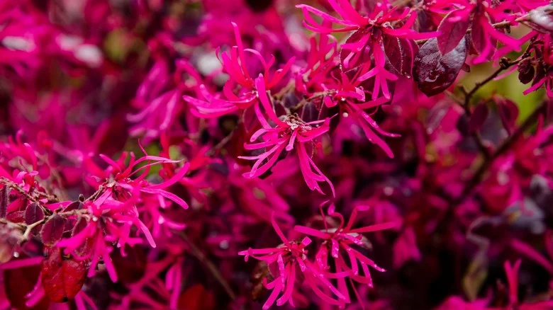 Here’s Where You Should Plant Chinese Fringe Flowers For Beautiful Blooms