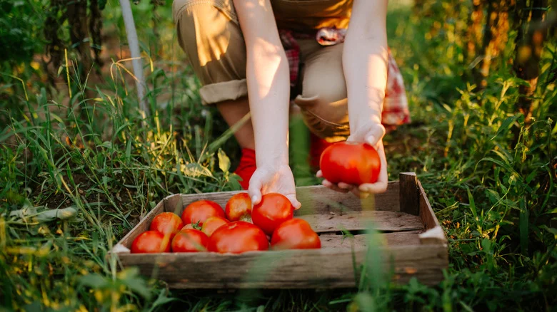 Here’s Why The Tomatoes You Grew Taste So Bitter