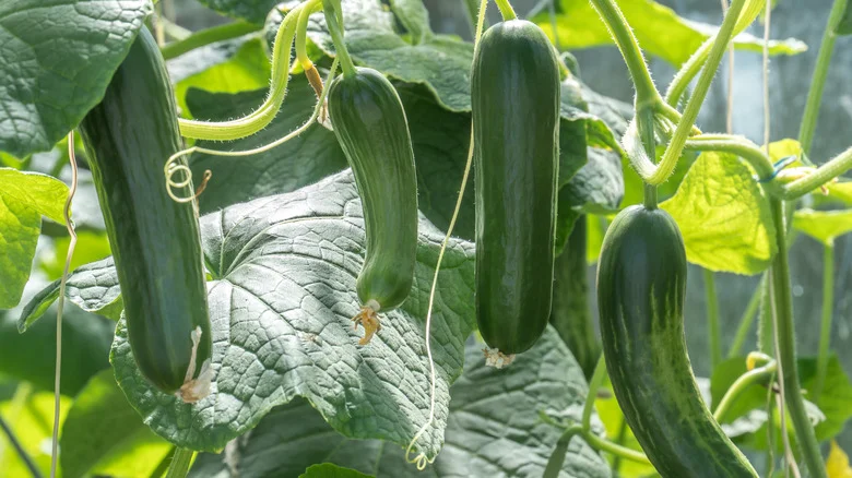 Here’s Why You Should Be Growing Zucchini Vertically