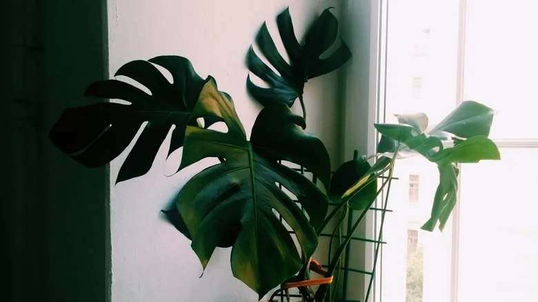 Here’s Why You Should Be Staking Your Monstera
