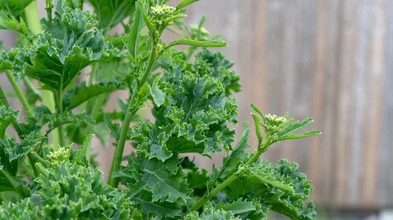 Here’s Why You Should Let Some Of Your Biennial Veggies Bolt This Spring
