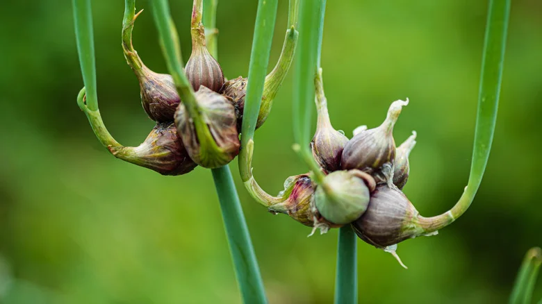 Here’s Why You Should Make Room For An Egyptian Walking Onion In Your Garden This Year