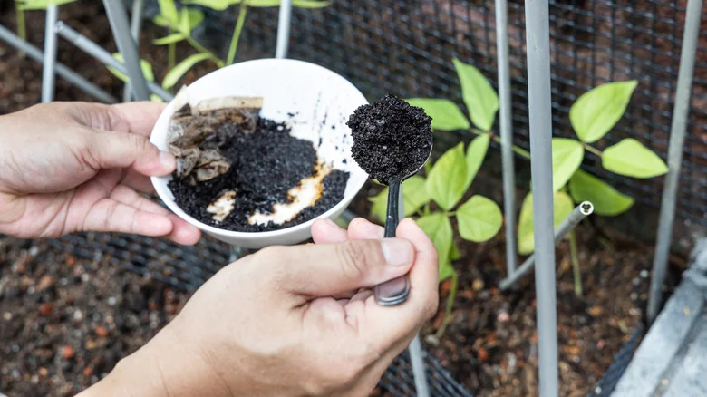 Here’s Why You Should Start Mulching With Coffee Grounds