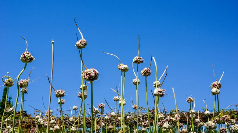Here’s Why Your Garlic Plants Are Flowering (& What To Do About It)