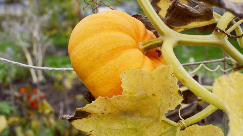 Here’s Why Your Pumpkin Plant Leaves Are Turning Yellow