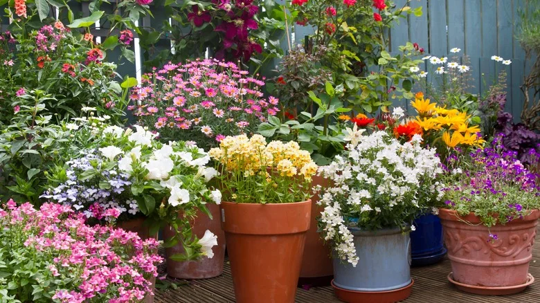 HGTV Has The Perfect Container Garden Combo For Extra Color This Spring
