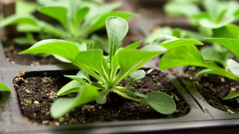 HGTV’s Chic Grow Station Is Perfect For Starting Seeds Indoors