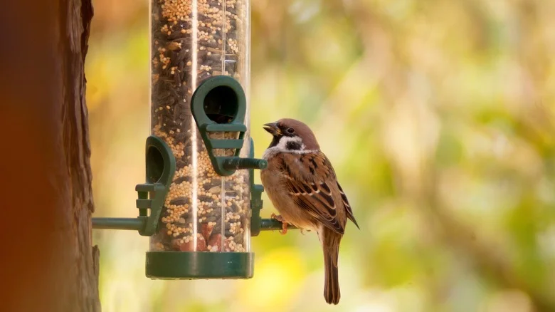 How A Milk Jug Can Make Filling Your Bird Feeder Easy