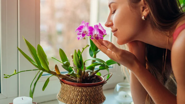 How An Empty Milk Carton Can Help Your Orchid Bloom