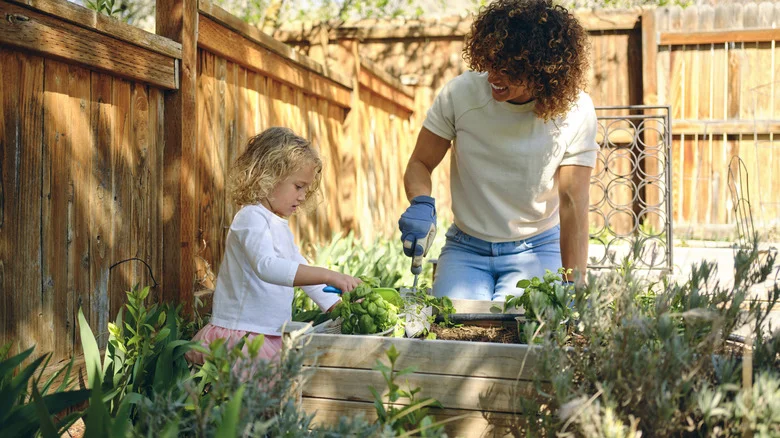 How An Empty Toilet Paper Roll Can Help Your Herb Garden Thrive