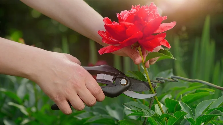How And When To Deadhead Peonies