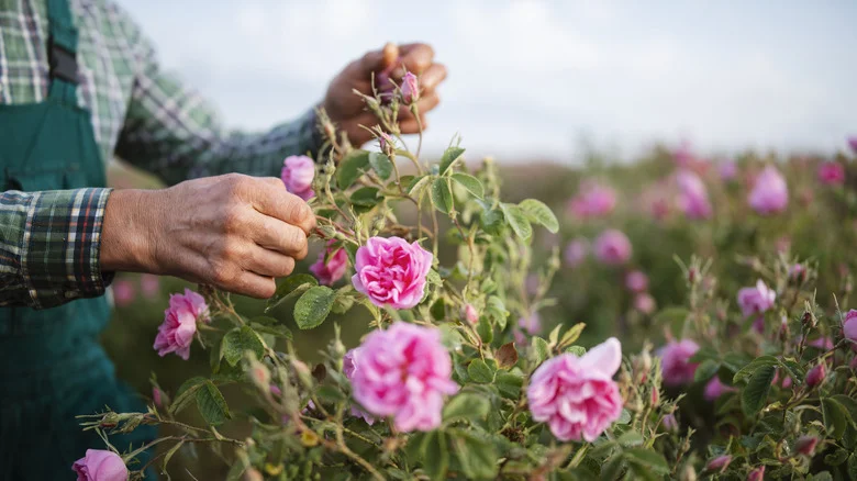 How And When To Deadhead Roses