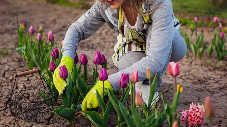How And When To Deadhead Tulips